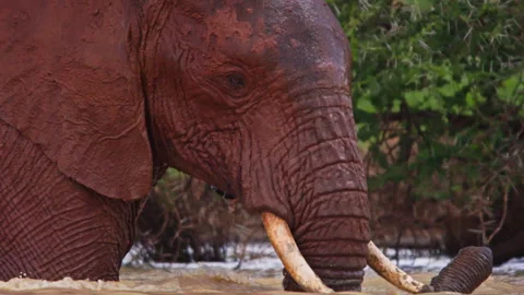 Close up pan of an elephants head as it walks through water Stock Footage 256906378