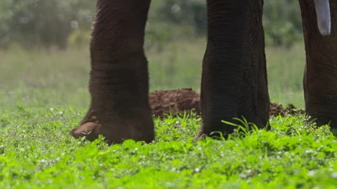 Close up pan of an elephant's trunk as it throws dirt on itself Video stock 256901297