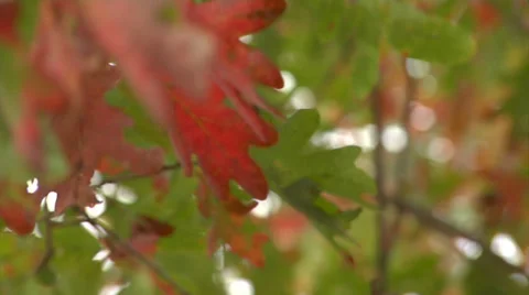 Close up pan of fall leaves on branches 1 스톡 동영상 34485479