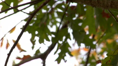 Close up pan of fall leaves on branches 2 스톡 동영상 34486849