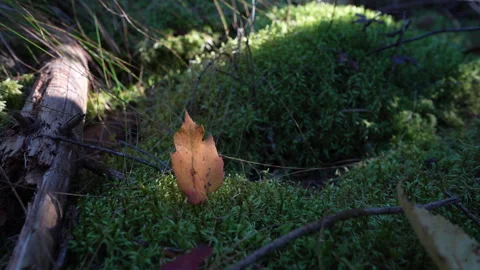 Close-up pan of forest elements in warm autumn sunset light in Mauricie Video stock 320237026