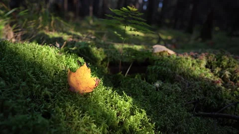 Close-up pan of forest elements in warm autumn sunset light in Mauricie Video stock 320237294