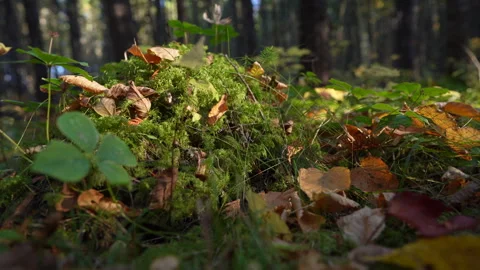 Close-up pan of forest elements in warm autumn sunset light in Mauricie Video stock 320237327