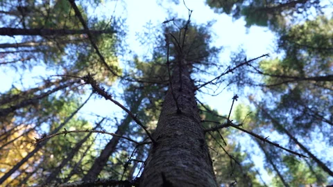 Close-up pan of forest elements in warm autumn sunset light in Mauricie Video stock 320237439