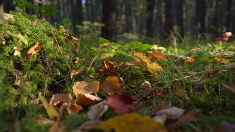 Close-up pan of forest elements in warm autumn sunset light in Mauricie Video stock 320237483