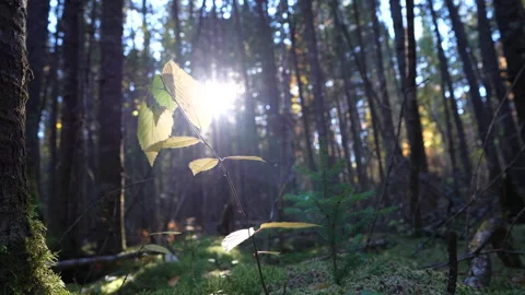 Close-up pan of forest elements in warm autumn sunset light in Mauricie Video stock 320237513