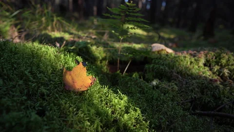 Close-up pan of forest elements in warm autumn sunset light in Mauricie Video stock 320239175