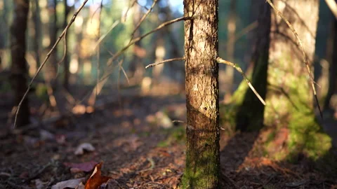 Close-up pan of forest elements in warm autumn sunset light in Mauricie Video stock 320239185