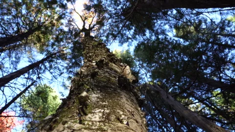 Close-up pan of forest elements in warm autumn sunset light in Mauricie Video stock 320239274