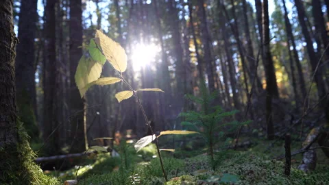Close-up pan of forest elements in warm autumn sunset light in Mauricie Video stock 320239608