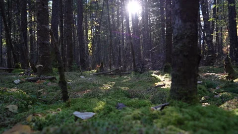 Close-up pan of forest elements in warm autumn sunset light in Mauricie Video stock 320240008