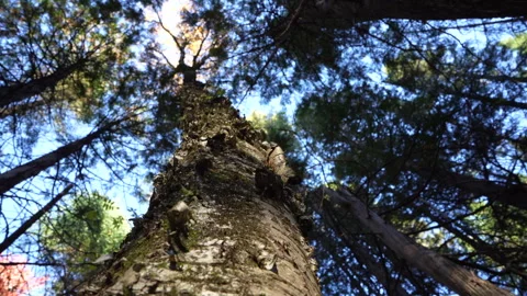 Close-up pan of forest elements in warm autumn sunset light in Mauricie Video stock 320240416