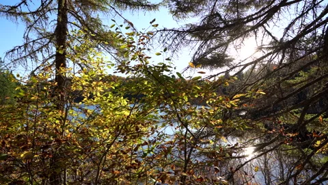 Close-up pan of forest elements in warm autumn sunset light in Mauricie Video stock 320240492