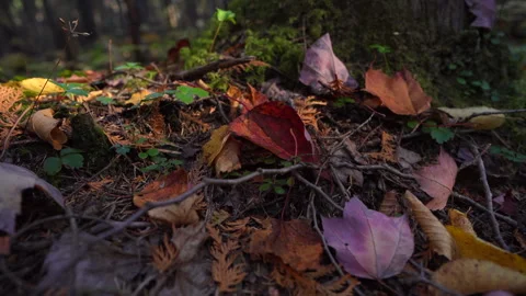 Close-up pan of forest elements in warm autumn sunset light in Mauricie Video stock 320240512
