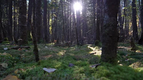 Close-up pan of forest elements in warm autumn sunset light in Mauricie Video stock 320240663