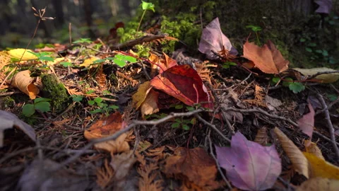 Close-up pan of forest elements in warm autumn sunset light in Mauricie Video stock 320240782
