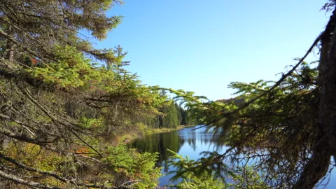 Close-up pan of forest elements in warm autumn sunset light in Mauricie Video stock 320240935