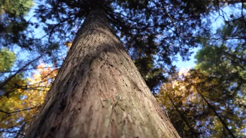 Close-up pan of forest elements in warm autumn sunset light in Mauricie Video stock 320241084