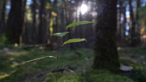 Close-up pan of forest elements in warm autumn sunset light in Mauricie Video stock 320241124