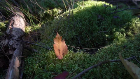 Close-up pan of forest elements in warm autumn sunset light in Mauricie Video stock 320241263