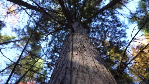 Close-up pan of forest elements in warm autumn sunset light in Mauricie Video stock 320241440