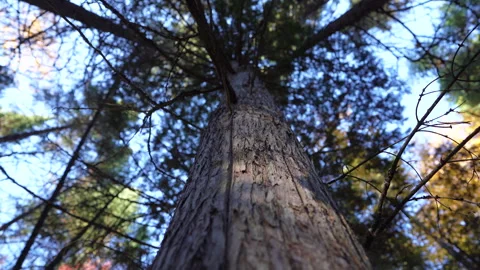 Close-up pan of forest elements in warm autumn sunset light in Mauricie Video stock 320241846