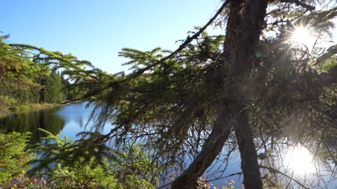 Close-up pan of forest elements in warm autumn sunset light in Mauricie Video stock 320241921