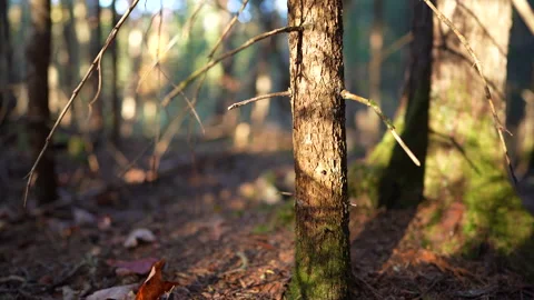 Close-up pan of forest elements in warm autumn sunset light in Mauricie Video stock 320242018