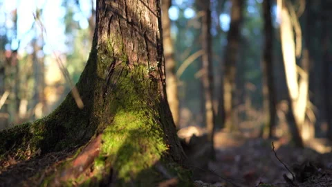Close-up pan of forest elements in warm autumn sunset light in Mauricie Video stock 320613130