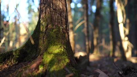 Close-up pan of forest elements in warm autumn sunset light in Mauricie Video stock 320613612