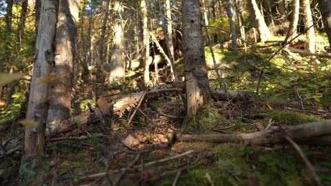 Close-up pan of forest elements in warm autumn sunset light in Mauricie Video stock 320615762