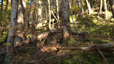 Close-up pan of forest elements in warm autumn sunset light in Mauricie Video stock 320623303