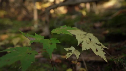 Close-up pan of forest elements in warm autumn sunset light in Mauricie Video stock 320922817
