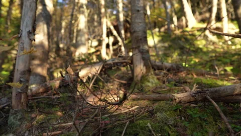 Close-up pan of forest elements in warm autumn sunset light in Mauricie Video stock 320922920