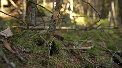 Close-up pan of forest elements in warm autumn sunset light in Mauricie Video stock 320922967