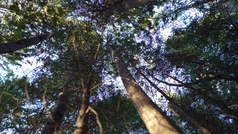 Close-up pan of forest elements in warm autumn sunset light in Mauricie Video stock 320923098