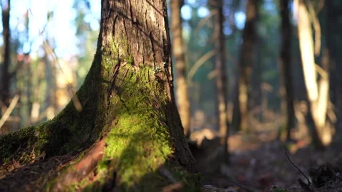 Close-up pan of forest elements in warm autumn sunset light in Mauricie Video stock 320923107