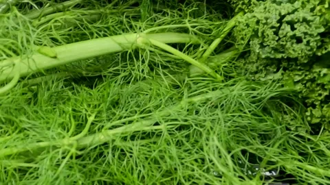 Close up pan fresh green Anise fennel in a retail grocery store Stock Footage 179214701