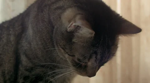 Close Up Pan on a Gray Cat Stock Footage 39104054