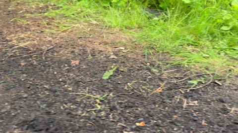 Close-up pan from green grass to smoldering bonfire remains Stock Footage 282532440
