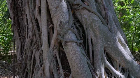 Close Pan up from ground to blue sky twisted Banyan Tree and roots with green bu Stock Footage 271218349