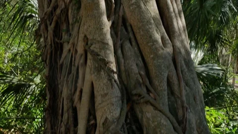 Close Pan up from ground to blue sky twisted Banyan Tree and roots with green bu Stock Footage 271218381
