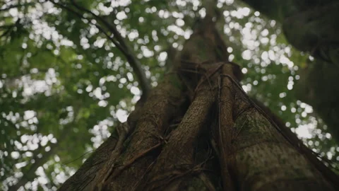 Close Up Pan on Huge Tree 4K Stock Footage 267048923