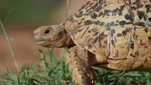 Close up pan of a leopard tortoise's head as it walks Stock Footage 261025483
