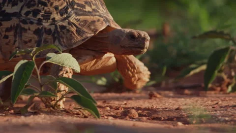 Close up pan of a leopard tortoise's head walking across the savannah Stock Footage 261025761