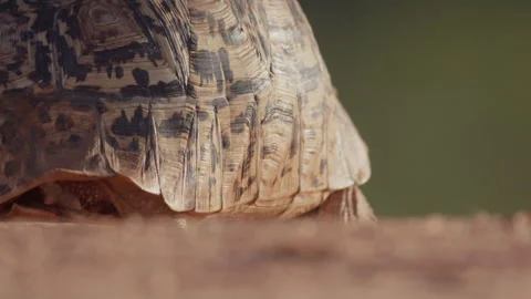 Close up pan of a leopard tortoise's shell pattern as it walks Stock Footage 261025677