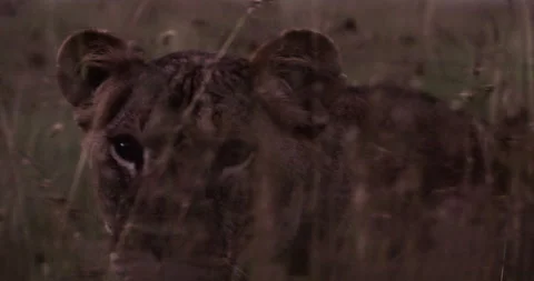 Close up pan of a lion's head looking directly at the camera in Kenya Vídeo Stock 295292372