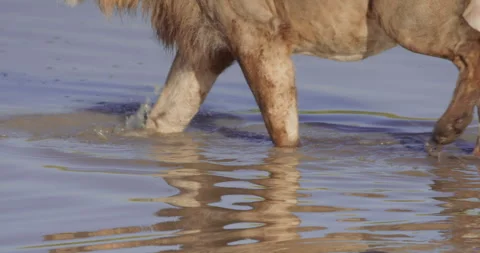 Close up pan of a Lion's paws walking through water to feed on buffalo Stock Footage 279039588