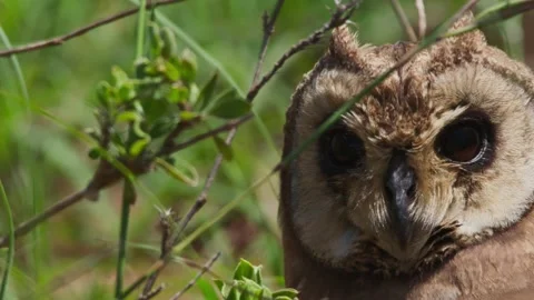 Close up pan of marsh owl's head looking directly at camera during the morning Stock Footage 252378386