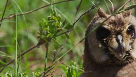 Close pan of a marsh owl's head panting, looking directly at camera in Africa Stock Footage 252378491